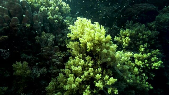 Shoal Of Small Fishes Swimming Through An Acropora Tenuis Coral In The Reef - underwater
