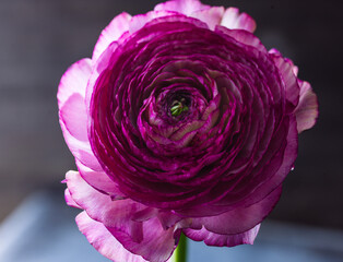 Close up of a pink Persian buttercup blossom on black background