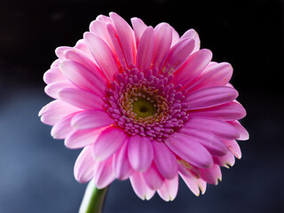 Close up of a pink gerbera blossom on black background
