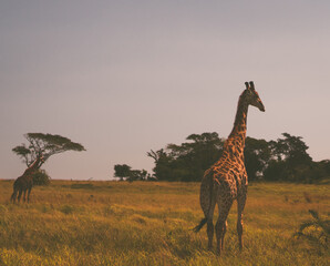 Süd Afrika