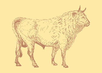 Bull hand drawn vector illustration