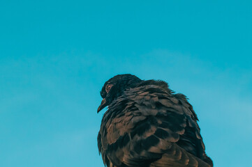 Sitting pigeon against the blue evening sky