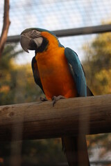 A blue and Gold Macaw
