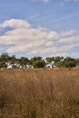 Fototapeta premium Cork trees in autumn fall in beautiful Alentejo nature landscape in rural landscape