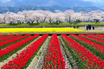 北陸の観光名所、、舟川春の四重奏。朝日、富山、日本。４月中旬。