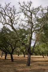 Cork trees in autumn fall in beautiful Alentejo nature landscape in Divor Dam, Portugal