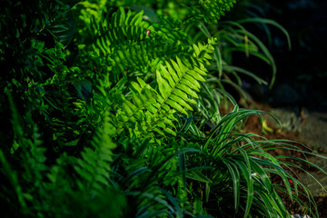 green fern in the sun