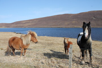 Shetland ponies in Shetland 