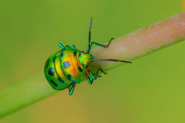 Selective focus Macro image of a  jewel bug with vibrant colors walking on a stem with blur green background