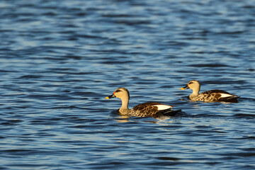 A pair of geese in blue water