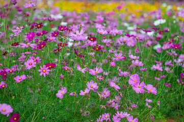 Colorful and beautiful cosmos field