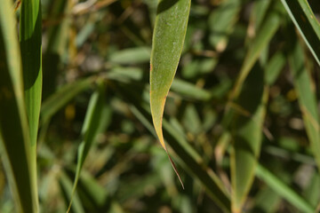 Close-up of a particular variety of bamboo called Fargesia rufa