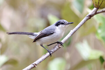 Tropical Gnatcatcher (Polioptila plumbea) perched on a branch. Entre Rios, Bahia, Brazil