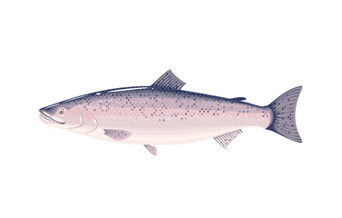 Salmon fish. Vector illustration cartoon flat icon isolated on white background.