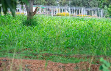 Green corn fields with lots of corn plants
