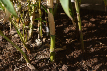 Close-up of a particular variety of bamboo called Fargesia rufa