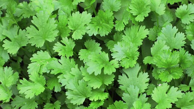 Coriander plant in vegetables garden for health, food and agriculture concept design. Organic coriander leaf background.