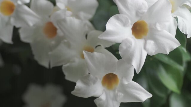 White Sundaville closeup, moved by the wind, Ermelo. NLD. Static shot