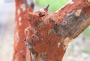 Trees that are covered with soil, which termites make to feed on trees.