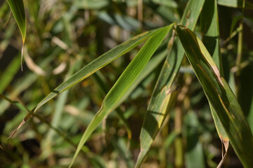Close-up of a particular variety of bamboo called Fargesia rufa