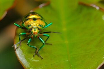 A lone jewel bug with vibrant colors siting on a leaf 