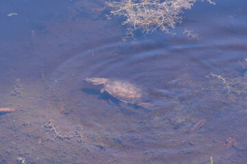 Südafrikanische Starrbrustpelomedusenschildröte, Pelomedusa galeata, ist in Südafrika häufig, sehr verbreitet in Afrika. Fotografiert in George, Südafrika
