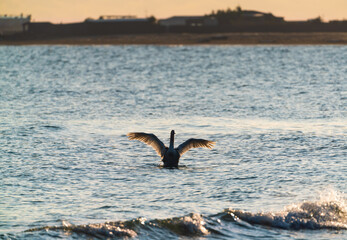 Wild swans on the sea