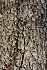 Common catalpa