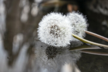 Two dandelions lie on the surface of the water with a reflection in the water