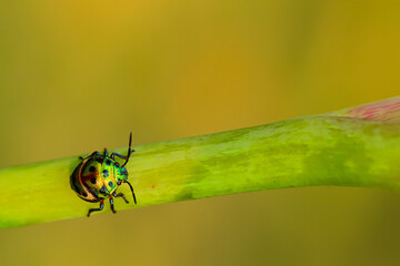 Selective focus Macro image of a  jewel bug with vibrant colors walking on a stem with blur green background