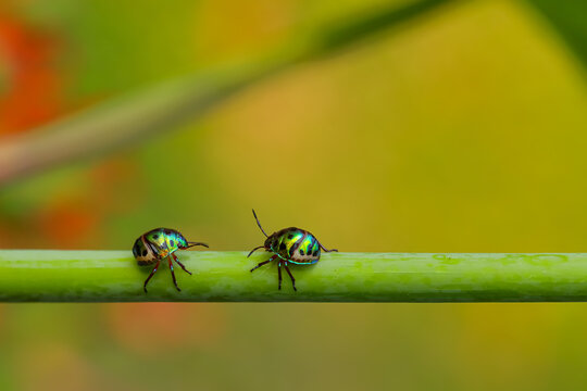 Selective focus Macro image of two jewel bugs with vibrant colors walking on a stem with blur green background