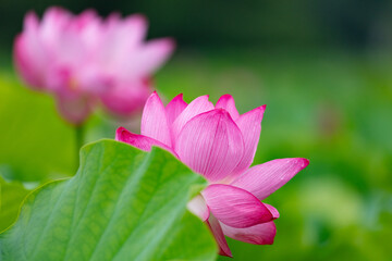 上野不忍池のハス