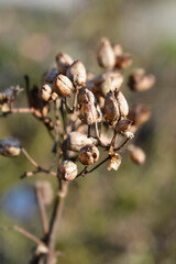 Cultivated tobacco