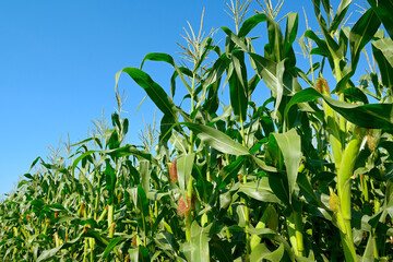 Fresh corn stalks on sky background.