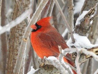 A cardinal on a winter morning