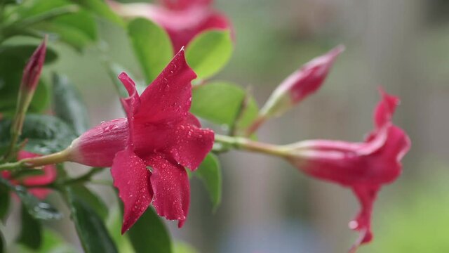 Red Sundaville flower with raindrops moved by the wind, Ermelo. NLD. Static shot