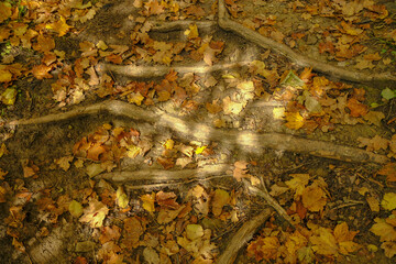 autumn leaves on the forest ground, sunlight, and tree roots. Top view. natural background