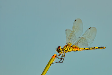 Selective focus Macro image of dragonfly siting on a twig with blue sky in the background