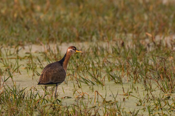 A side portrait of a purple heron standing with the evening winter sun falling on it at Rajasthan in India
