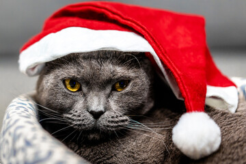 Grey cat Scottish fold in a Christmas red hat