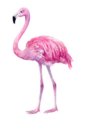 Pink flamingo. Tropical exotic bird on white background.