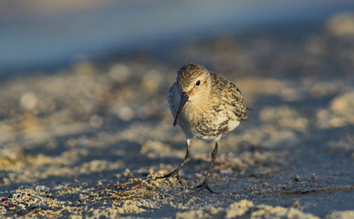 A Dunlin - Calidris alpina, Crete