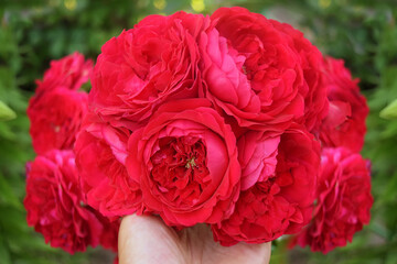 Bouquet of red roses in a female hand on a blurred green  background . Attention sign. Valentine`s Day