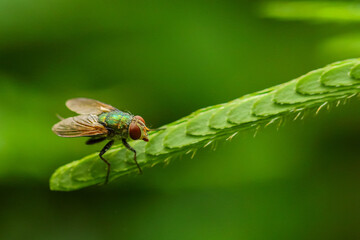 Macro Selective focus image of a common green bottle fly siting on a green leaf with blur green...