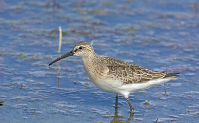 Curlew Sandpiper (Calidris ferruginea), Greece