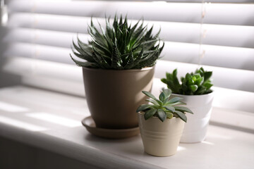 Beautiful different cacti in pots on windowsill indoors