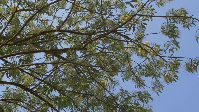 4K Tree branch with green leaves and flower swaying  by wind in blue sky natural background with space. Concept of nature.