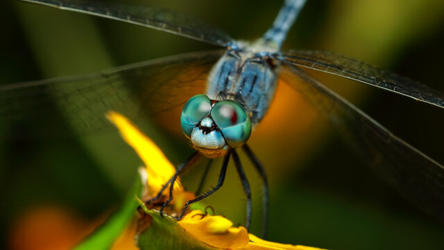 Selective focus close up Macro image of dragonfly eyes 