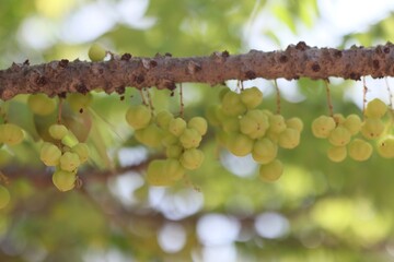 grapes on vine The gooseberry, the sour fruit on the tree is very fruitful. Selectable focus