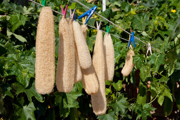 Dried luffa (loofah) on a rope outside. Yellow long body wash from a natural plant.